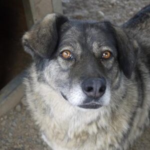 HULDA (♀) - seit mindestens 2020 im Shelter