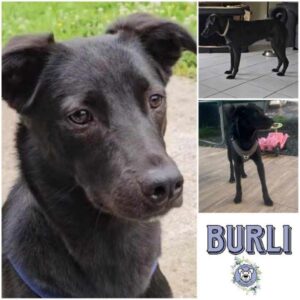 BURLI (♂) in 66265 Heusweiler - vermittelt