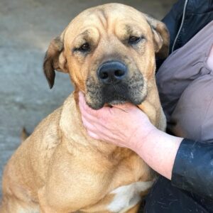 LUZIE (♀) - seit mindestens 2019 im Shelter