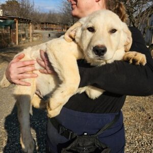 SAMRAT (♂) - ausgereist zur Hundescheune Fläming