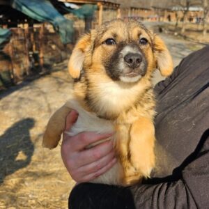 MANDALA (♀) - ausgereist zur Hundescheune Fläming