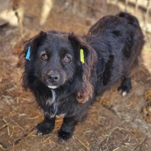 RAWIRI (♂) - ausgereist zum TH Wannigsmühle