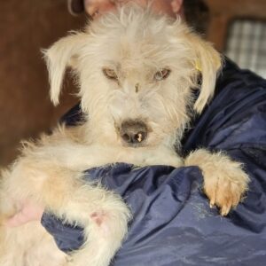 LANIE (♀) - NOTFALL - ausgereist zum TH Lingen