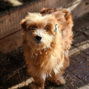 FUZZEL (♀) - ausgereist zur TSV Schäferhundrettung