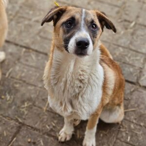 SALLY (♀) - ausgereist zu Tiere brauchen Freunde