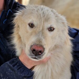 SOFTIE (♂) - vermittelt MH