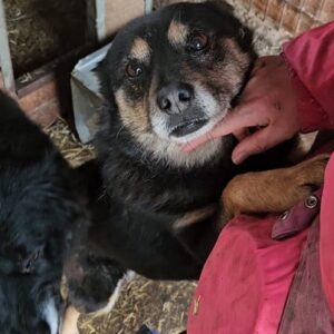 FIOLLA (♀) vermittelt MD