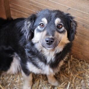 ÄNNA (♀) - ausgereist zum TST Rösrath