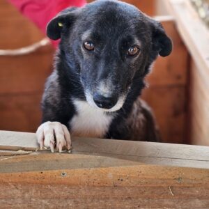 SINA (♀) - ausgereist zum TST Rösrath