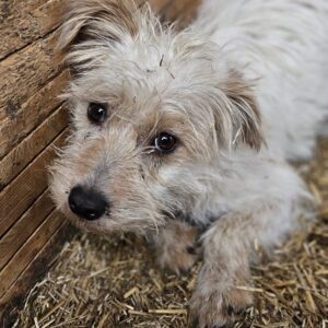 GRETCHEN (♀) - ausgereist zum TST Rösrath