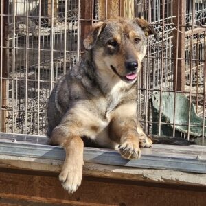 LUSCHA (♀) - vermisst 11/24