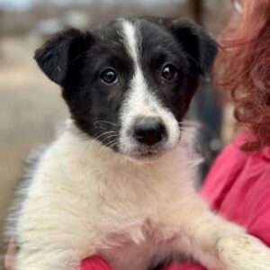 INDIANA (♀) - vermittelt LS