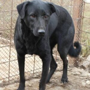 BESSI (♀) - vermisst 11/24