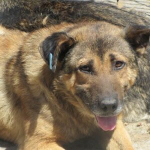 TOMIR (♂) - seit mindestens 2020 im Shelter