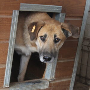 BEAU - vermisst 04/2023