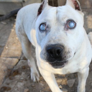 KNOX - keine Vermittlung möglich - vermisst 12/2022