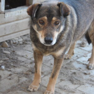 MALINKA - ausgereist zum TH Iserlohn