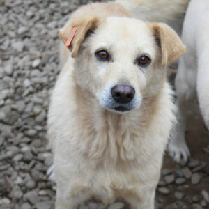 NEVIN - reserviert Betty vermittelt