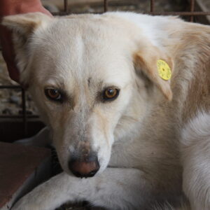 PODIANA (♀) - seit mindestens 2019 im Shelter