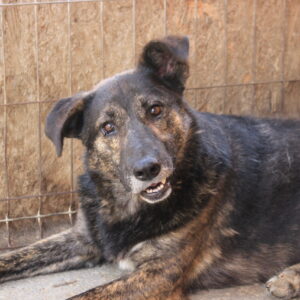 FERNANDO - reserviert TH Koblenz - vermittelt