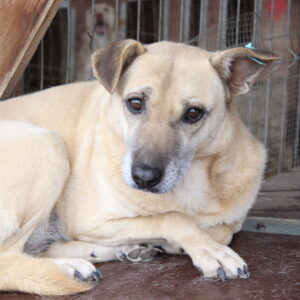 OHANA - auf Pflegestelle in PLZ 7 - vermittelt