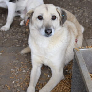 PAWLOWA - Behandlung aufgrund eines Tumors - auf Pflegestelle in PLZ 5 *vermittelt*