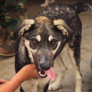 MATZE (Fineas) - reist auf Pflegestelle in PLZ 8 - vermittelt