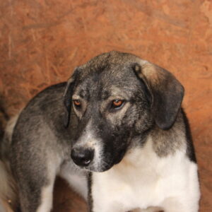 BUBBLES - auf Pflegestelle in PLZ 6 - vermittelt