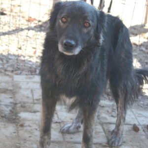 SILVANA - vermisst 04/2023