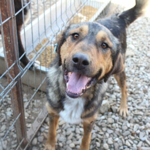 MICHA - verzweifelt, zu dünn, seit mind 2020 im Shelter - vermittelt Manuela