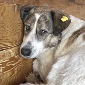 AIDEN (♂) - seit mind. 2017 im Shelter!