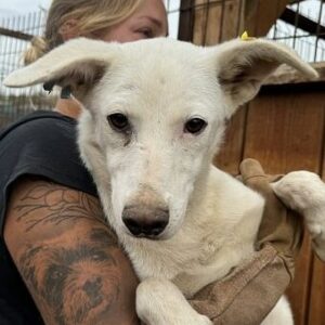 UNA (♀) - auf PS im PLZ Bereich 73 *ausgereist*