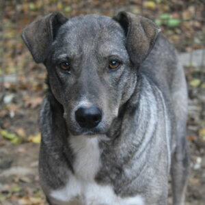 LINJE - vermisst 11/24