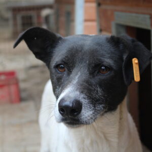 ELIF (♀) - seit mindestens 2018 im Shelter