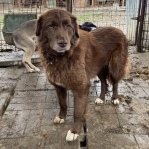 ELLI (♀) - vermisst 11/24