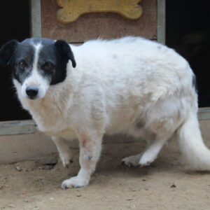 YANIS - seit mindestens 2019 im Shelter - vermittelt Manuela