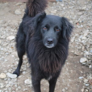 DILANO - seit mindestens 2017 im Shelter