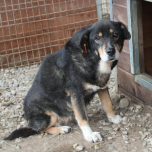 FELINE - reserviert NadineH vermittelt