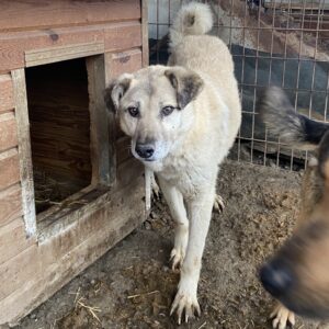 BAUTISTA - reserviert Betty - vermittelt