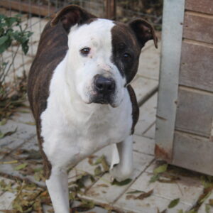 LAVENDEL - Vermittlung nur nach Österreich möglich - vor Ort vermittelt