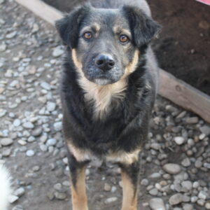 FUDGE - vermisst 11/24