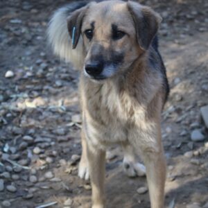 LOUI - vermisst 04/2023