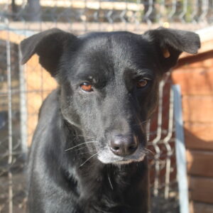 CORVIN (♂) - vermisst 11/24