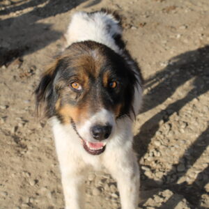 ATANAS - Notfall - reserviert Manuela - vermittelt