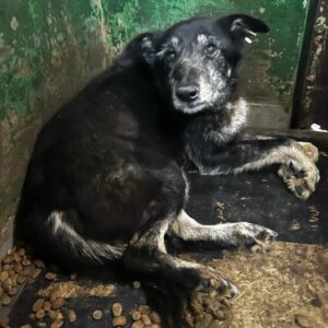 SURI (♀) - als PDR Gnadenplatzhund ausgereist