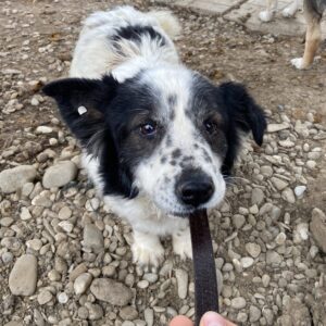 PUMMELCHEN - ausgereist zum KTH e.V.