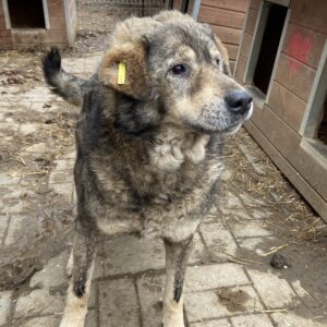 RALF (♂) - seit mindestens 2019 im Shelter