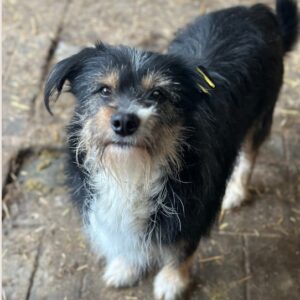 TOTO (♂) - ausgereist auf PDR PS im PLZ Bezirk 18 - vermittelt