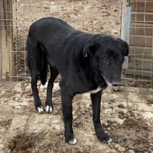 LETTI (♀) - seit mind. 2020 im Shelter