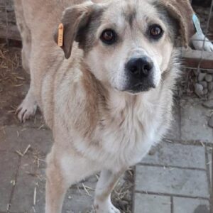 INDIE - reserviert TST Rösrath vermittelt